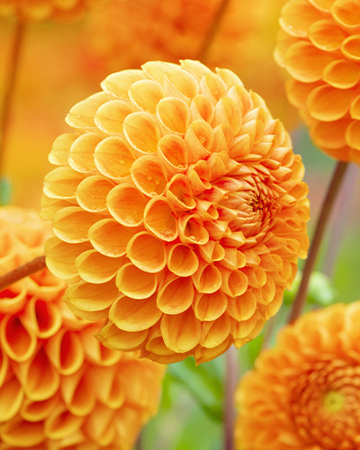 DAHLIA SOUVENIR D'ÉTE 10 kusov